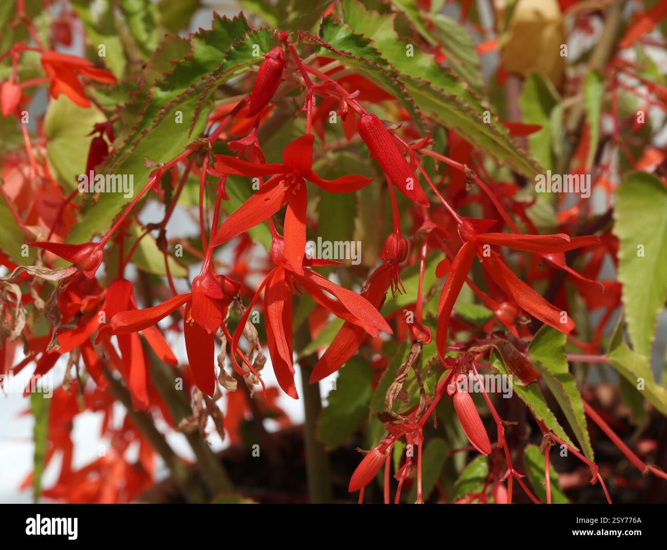 Hybride Begonia 'Bossa Nova Orange', Begonia boliviensis, Begoniaceae. Bolivie, Amérique du Sud. Begonia boliviensis est une plante de la famille des bégonia. Banque D'Images