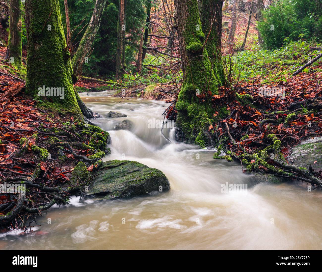 Chassant des cascades après de fortes pluies dans le bois de Prinkle près de Battle sur la haute weald est Sussex sud-est de l'Angleterre Royaume-Uni Banque D'Images