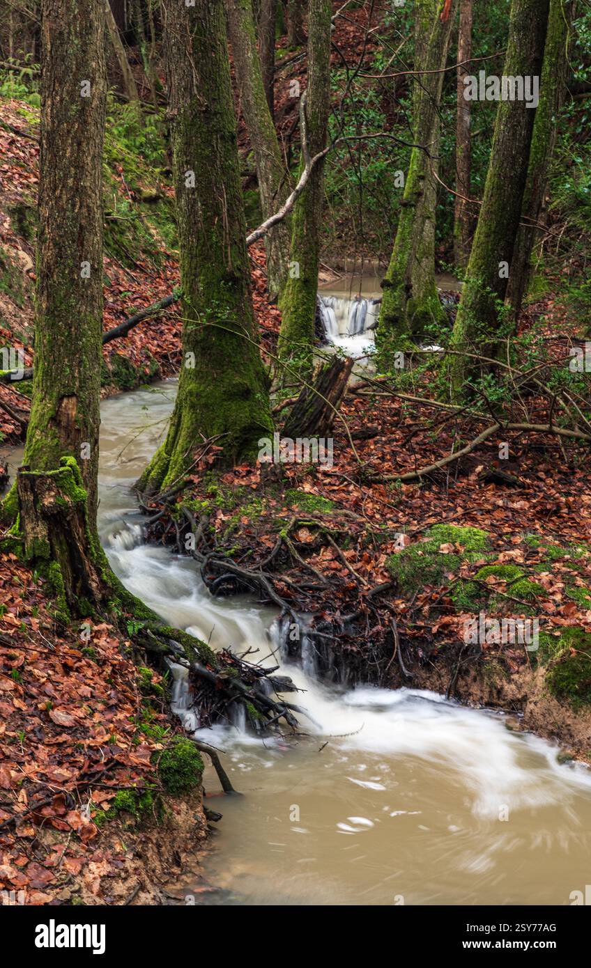 Chassant des cascades après de fortes pluies dans le bois de Prinkle près de Battle sur la haute weald est Sussex sud-est de l'Angleterre Royaume-Uni Banque D'Images