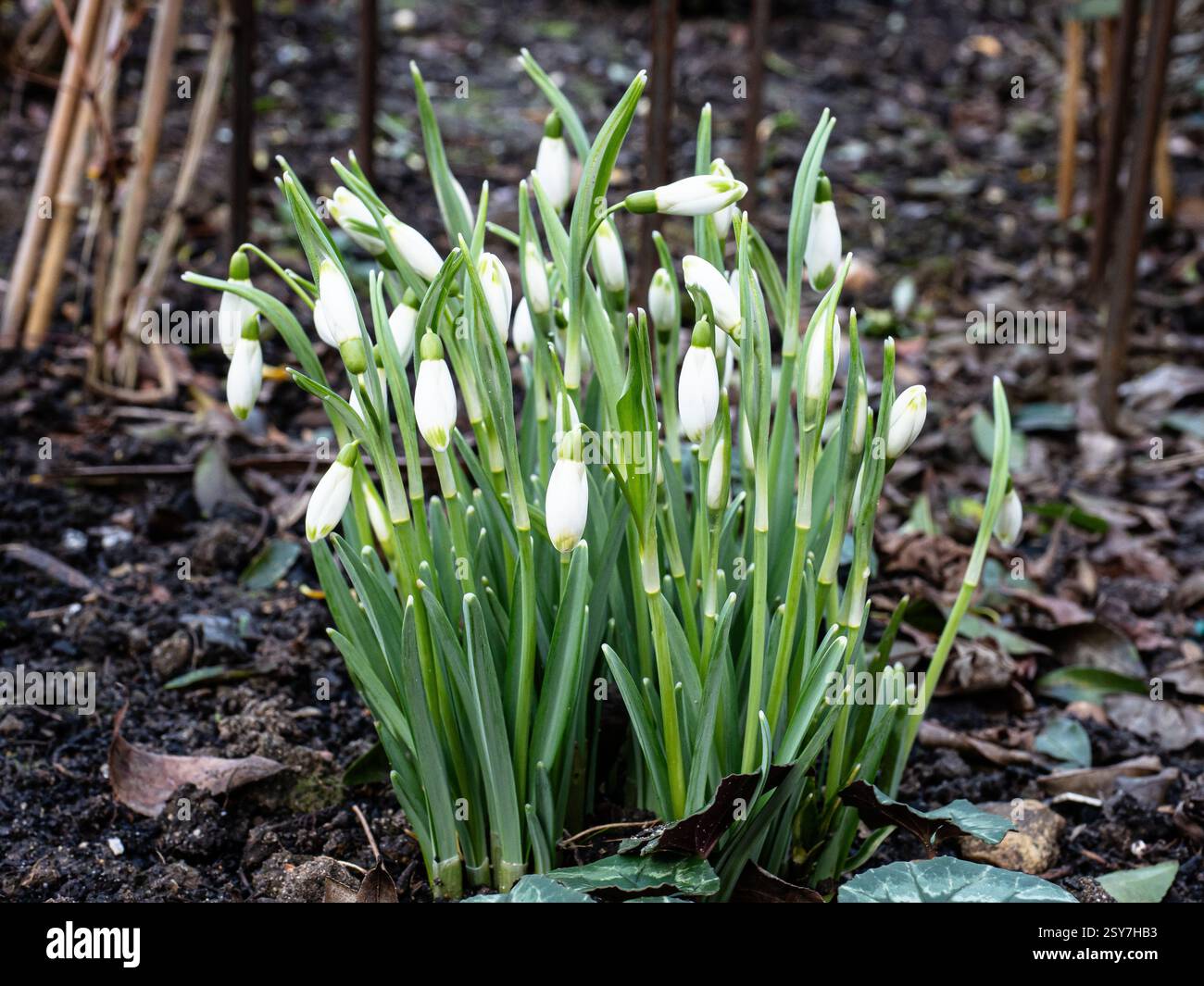 Un amas bien établi de la goutte de neige unique fleurie Galanthus nivalis 'Viridapice' poussant dans une frontière boisée Banque D'Images