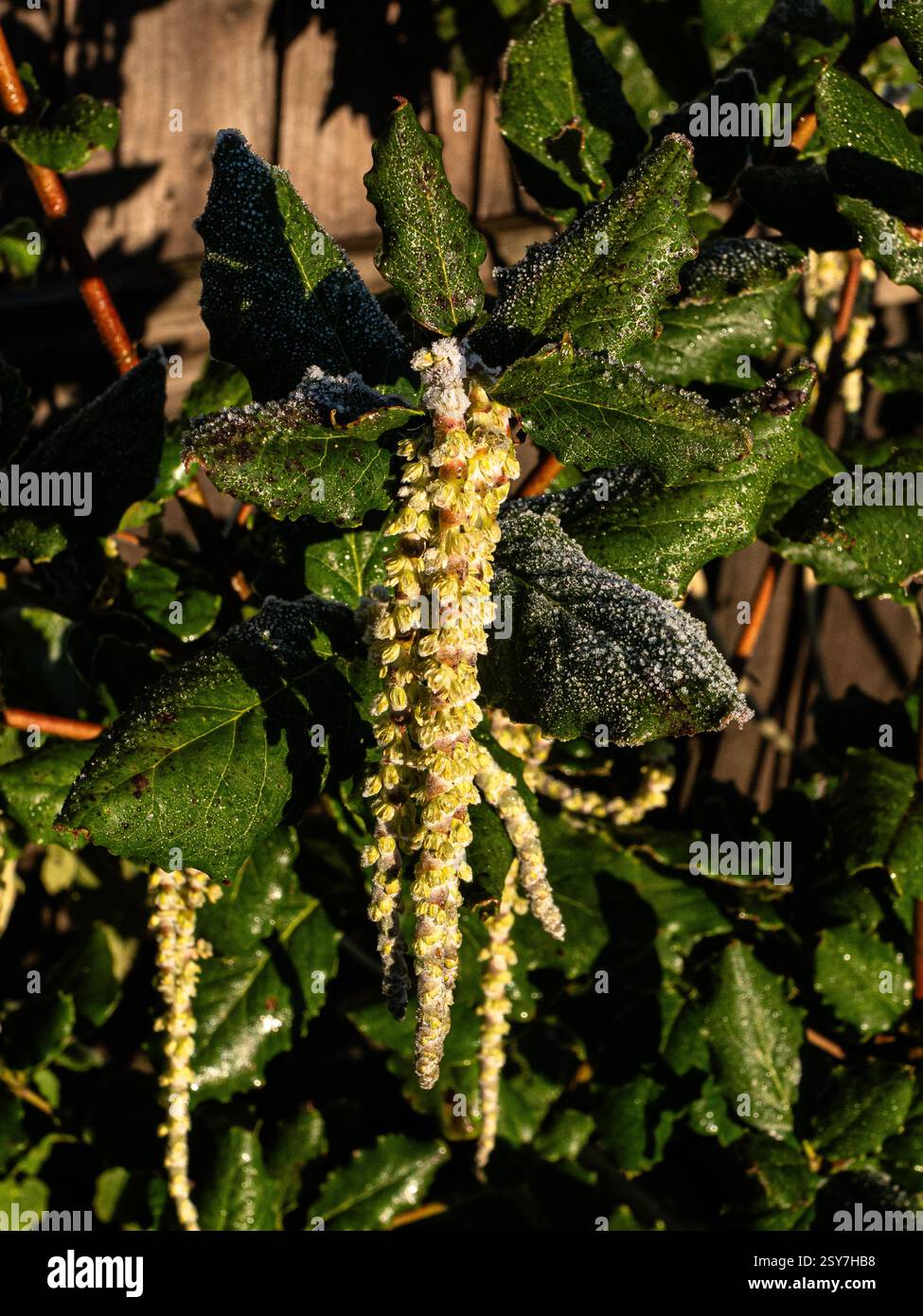 Les longs chatons mâles tombants de l'arbuste perpétuel Garrya elliptica 'James Roof' Banque D'Images