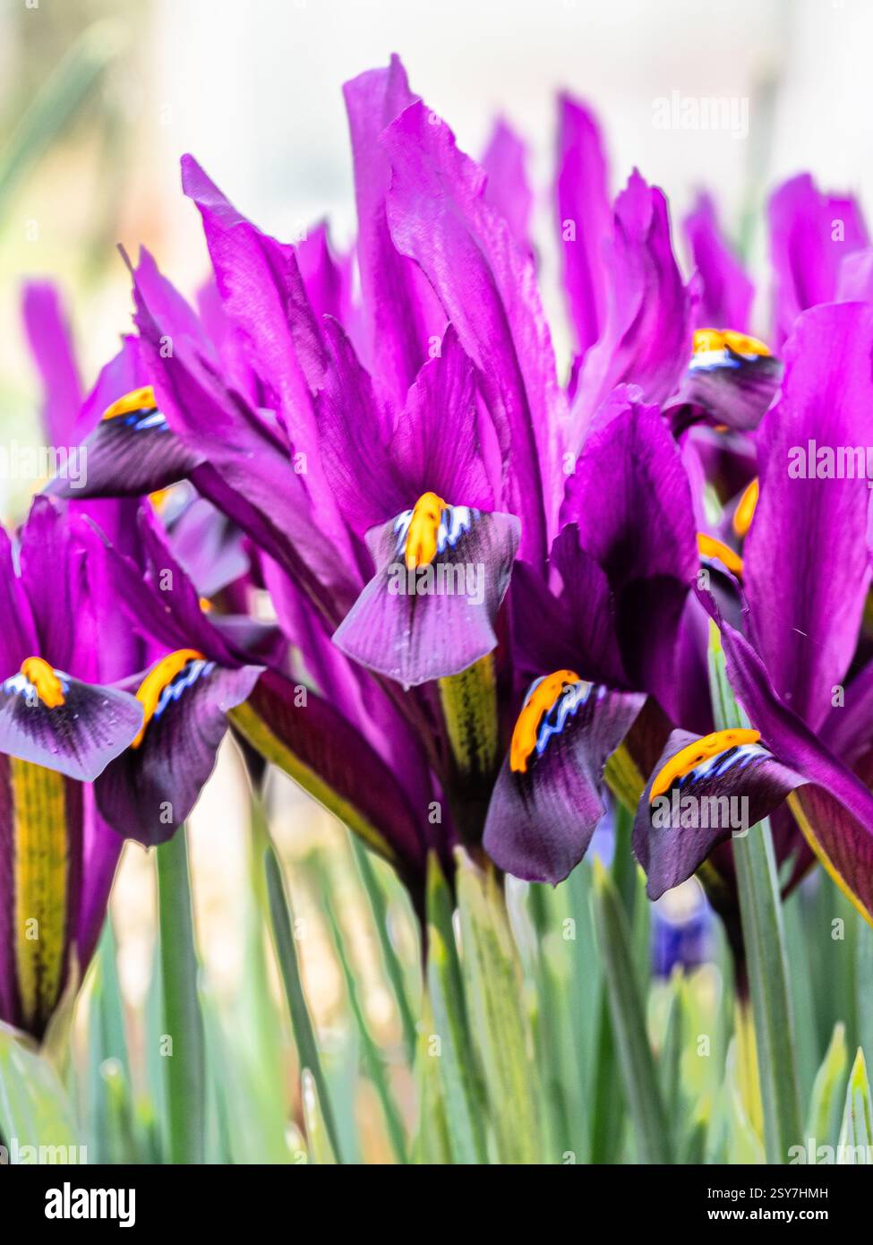 Un groupe de fleurs violettes de l'Iris reticulata 'J. S. Dijt' à floraison précoce Banque D'Images