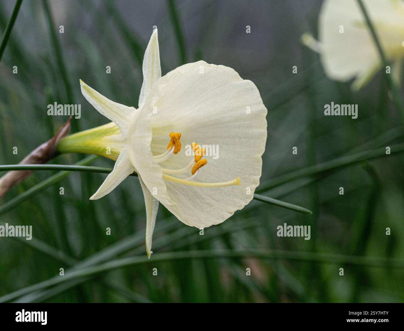 Gros plan d'une seule fleur de la jonquille miniature jaune pâle Narcissus bulbocodium 'Arctic Bells' Banque D'Images