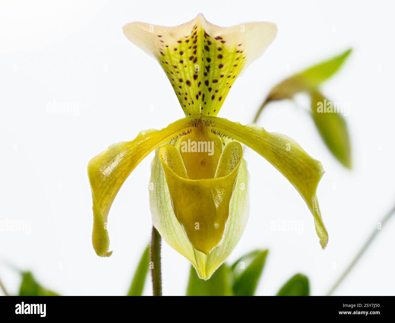 Gros plan d'une fleur jaune d'une orchidée Paphiopedilum Banque D'Images