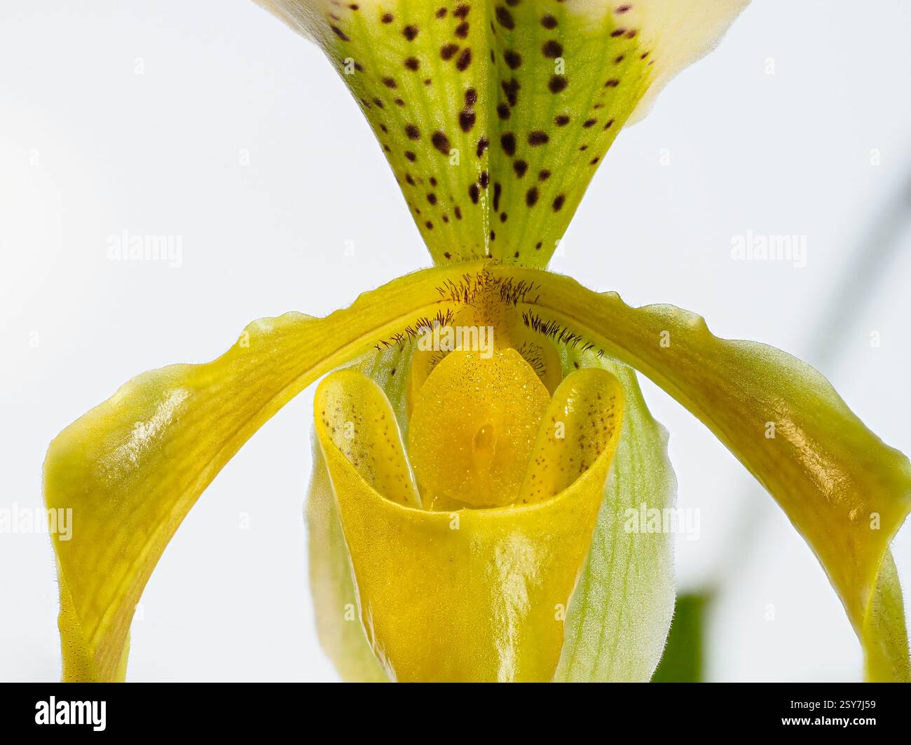 Gros plan d'une fleur jaune d'une orchidée Paphiopedilum Banque D'Images
