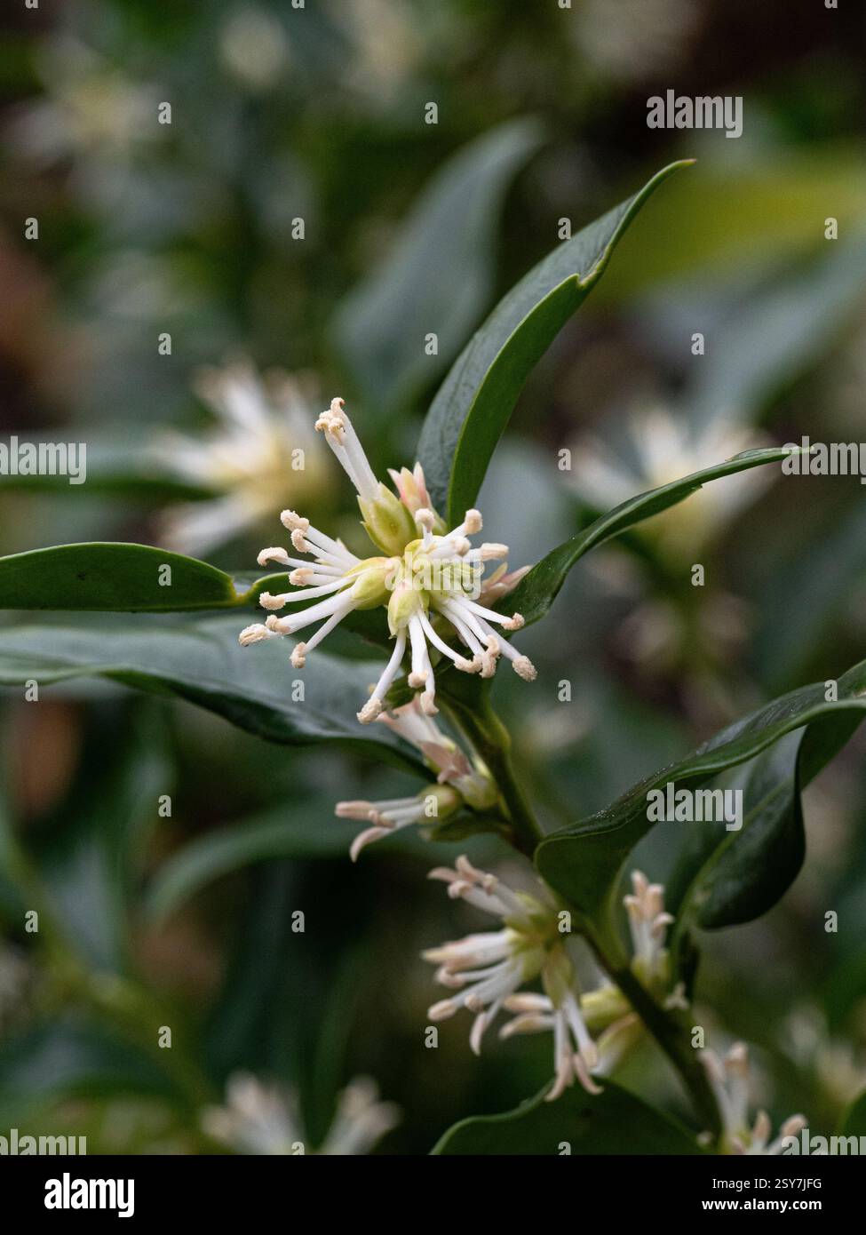 Les fleurs blanches délicates le long des tiges de la Sarcococca confusa ou boîte à bonbons à fleurs d'hiver Banque D'Images