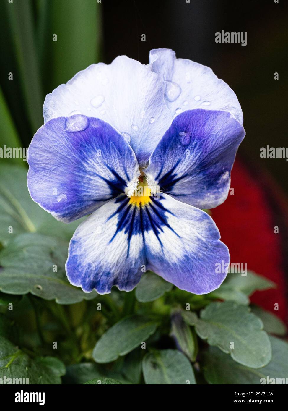 Un gros plan d'une seule fleur de la Viola bleu doux 'Sorbet Delft Blue' Banque D'Images