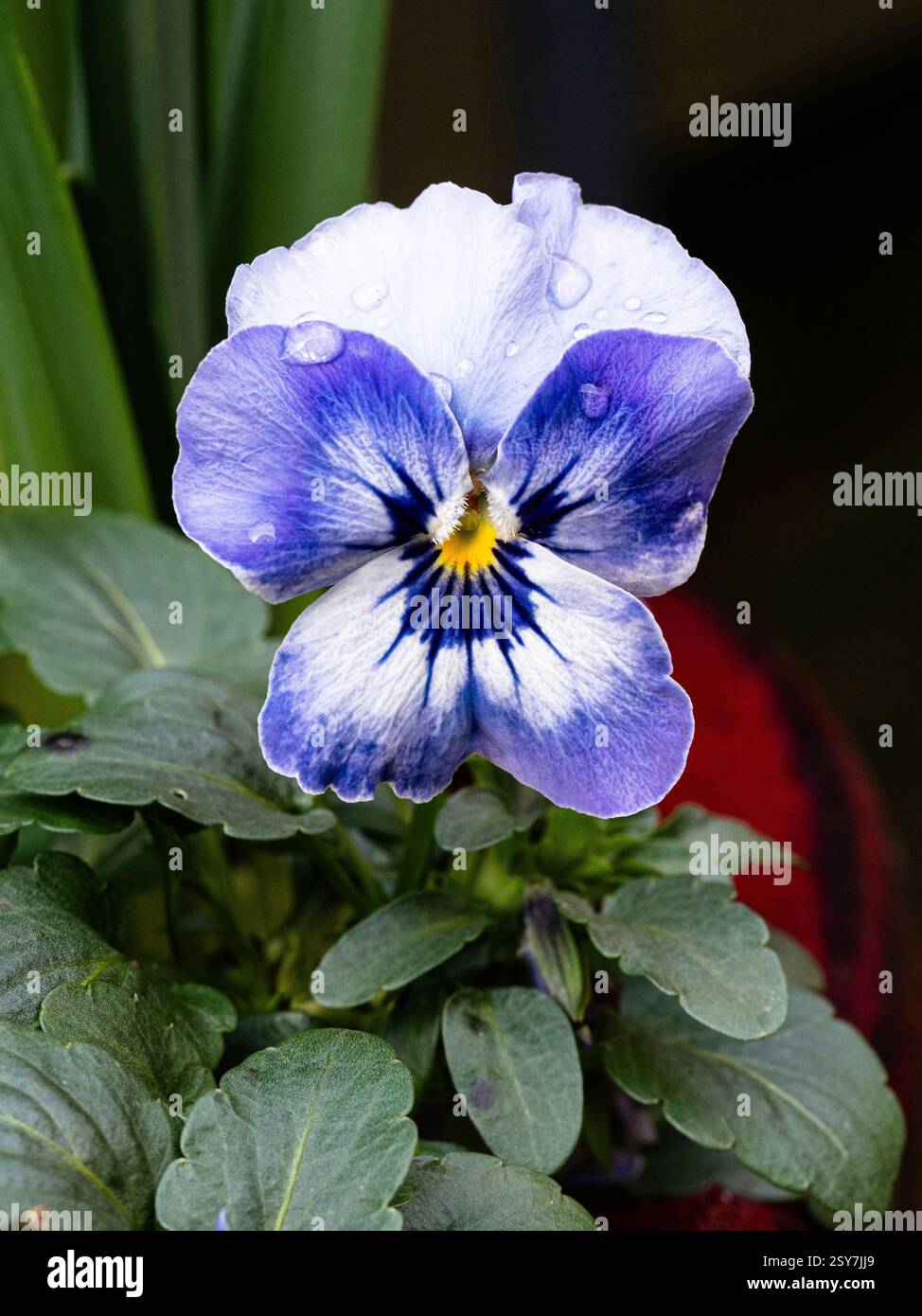 Un gros plan d'une seule fleur de la Viola bleu doux 'Sorbet Delft Blue' Banque D'Images