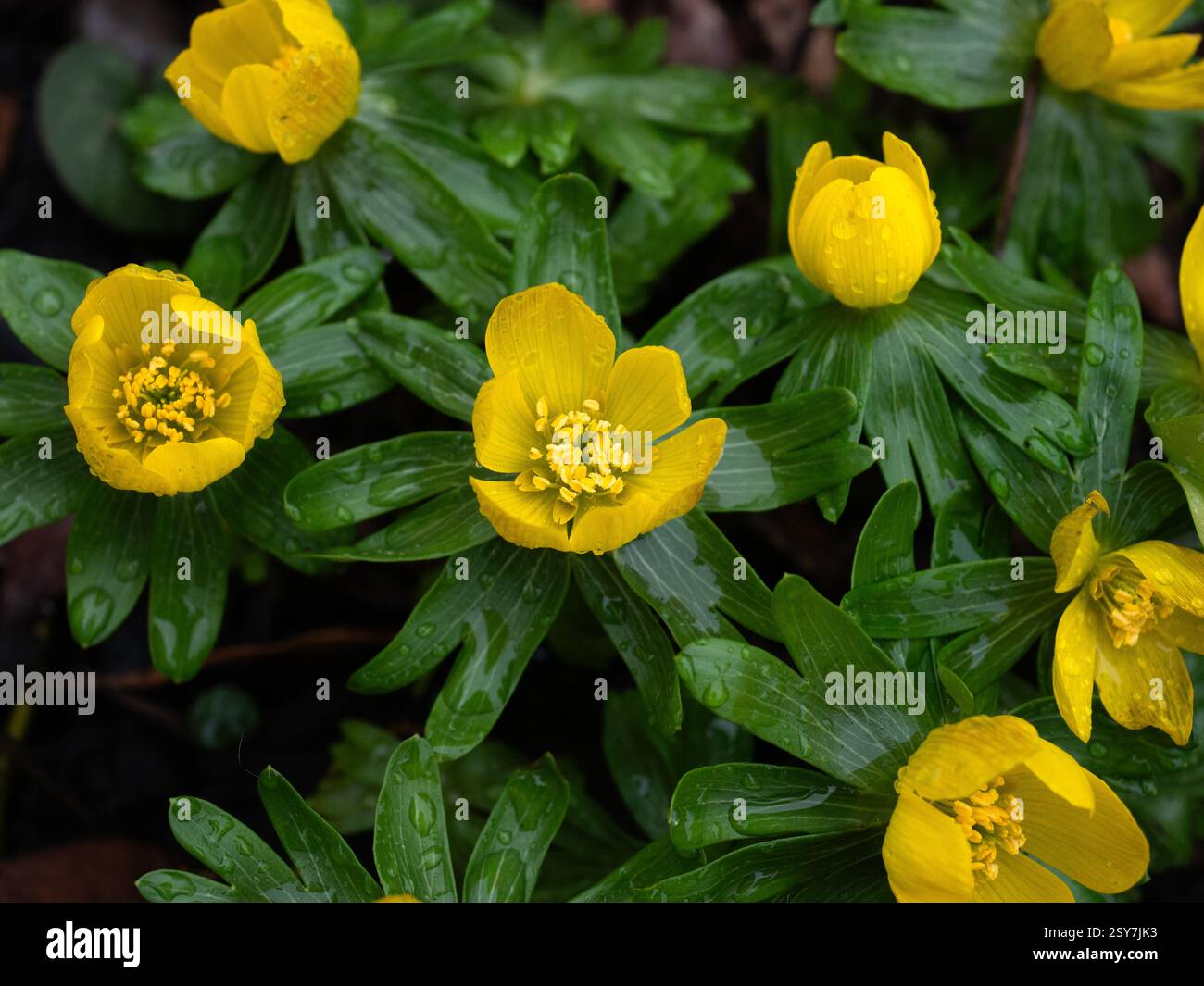 Un groupe de fleurs jaunes en forme de coupe en forme de papillon de l'aconite d'hiver Eranthis hyemalis Banque D'Images