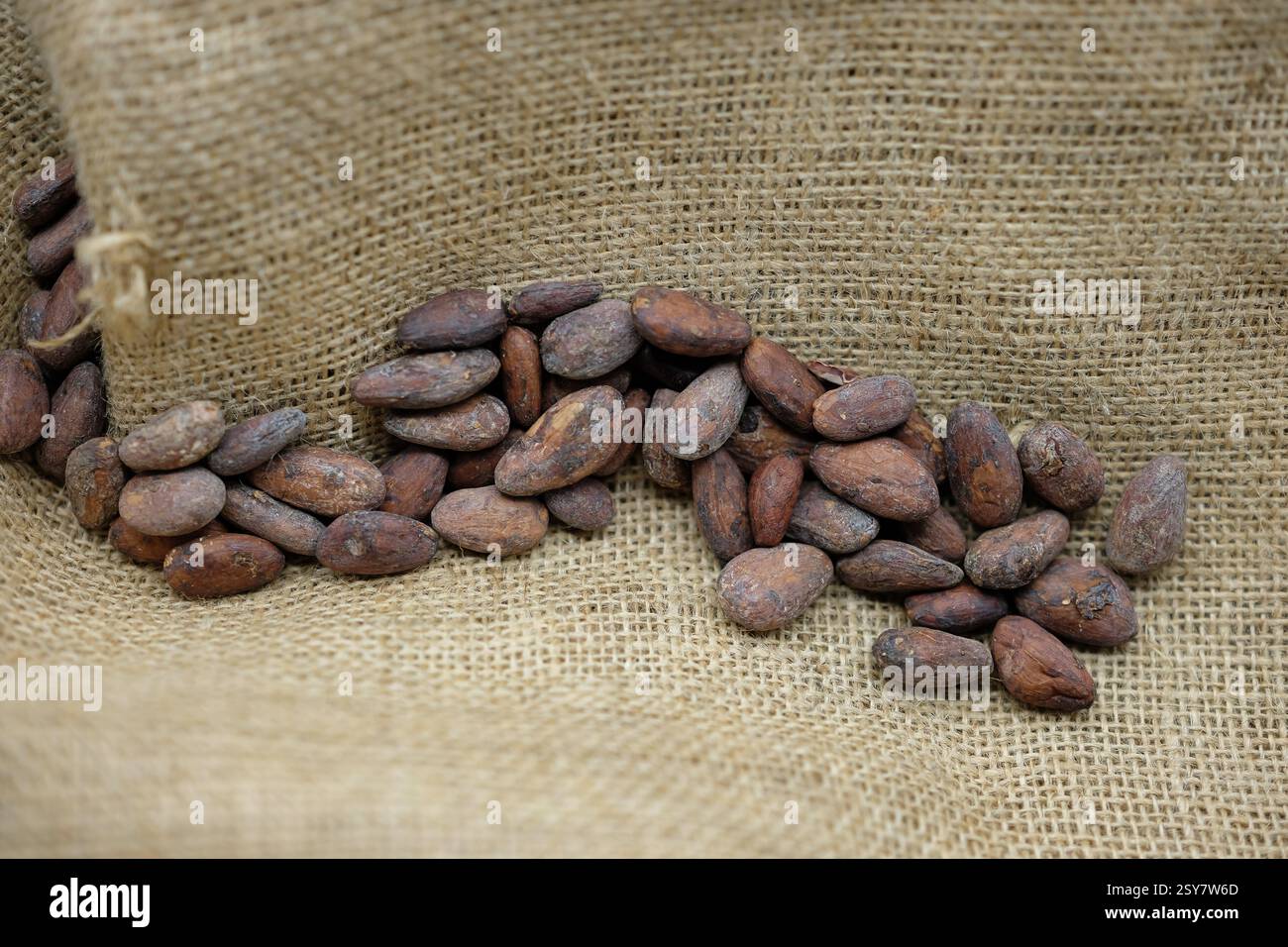 Fèves de cacao sur le fond de jute respectueux de l'environnement. Transport de la production agricole. Le prix et le coût des fèves de cacao. Copier l'espace. Banque D'Images
