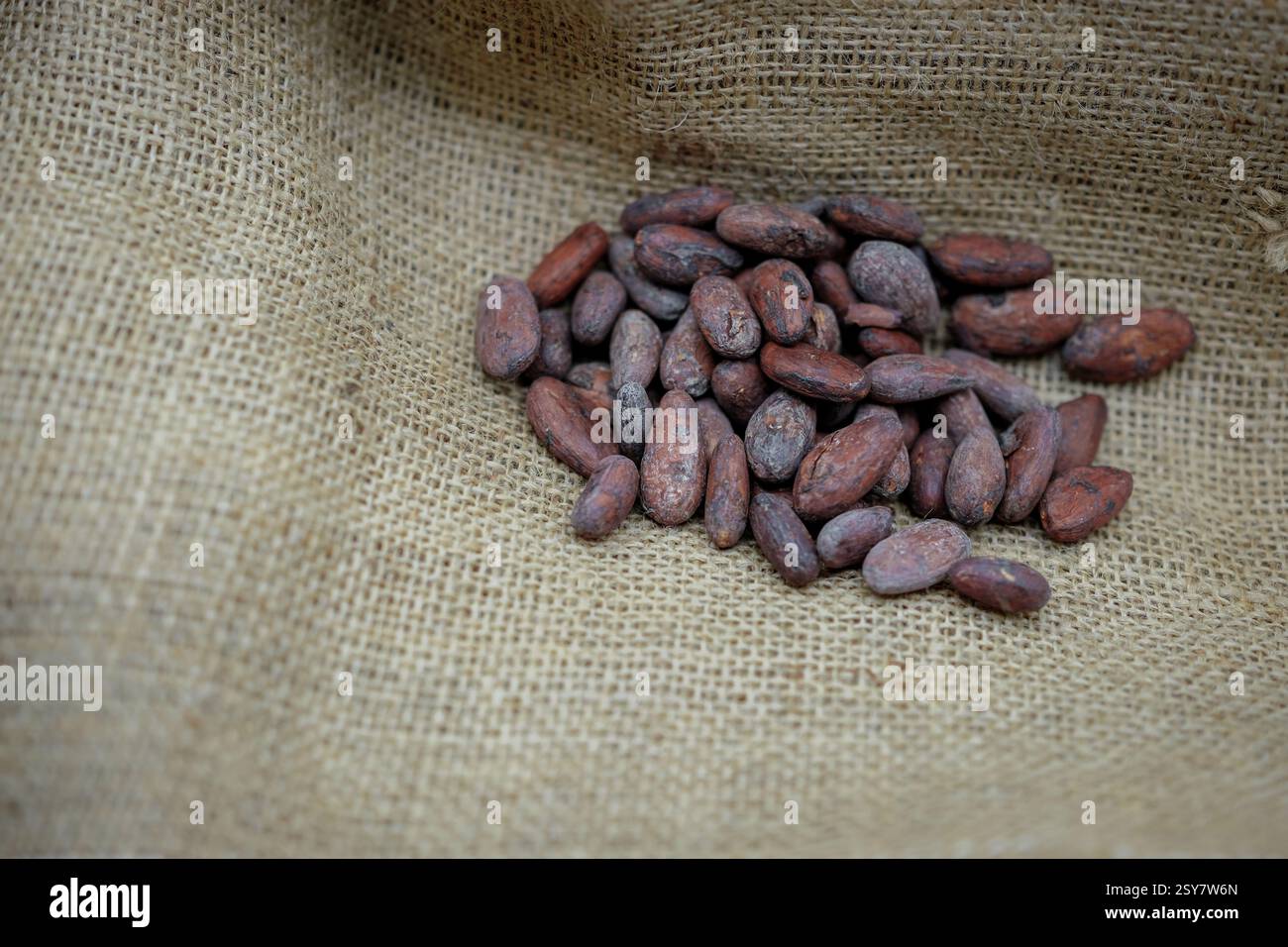 Fèves de cacao sur le fond de jute respectueux de l'environnement. Transport de la production agricole. Le prix et le coût des fèves de cacao. Copier l'espace. Banque D'Images