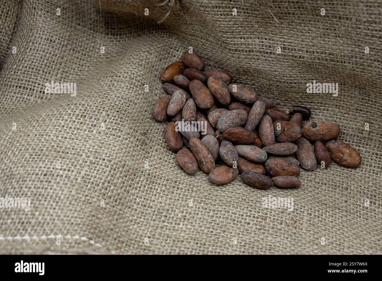 Fèves de cacao sur le fond de jute respectueux de l'environnement. Transport de la production agricole. Le prix et le coût des fèves de cacao. Copier l'espace. Banque D'Images