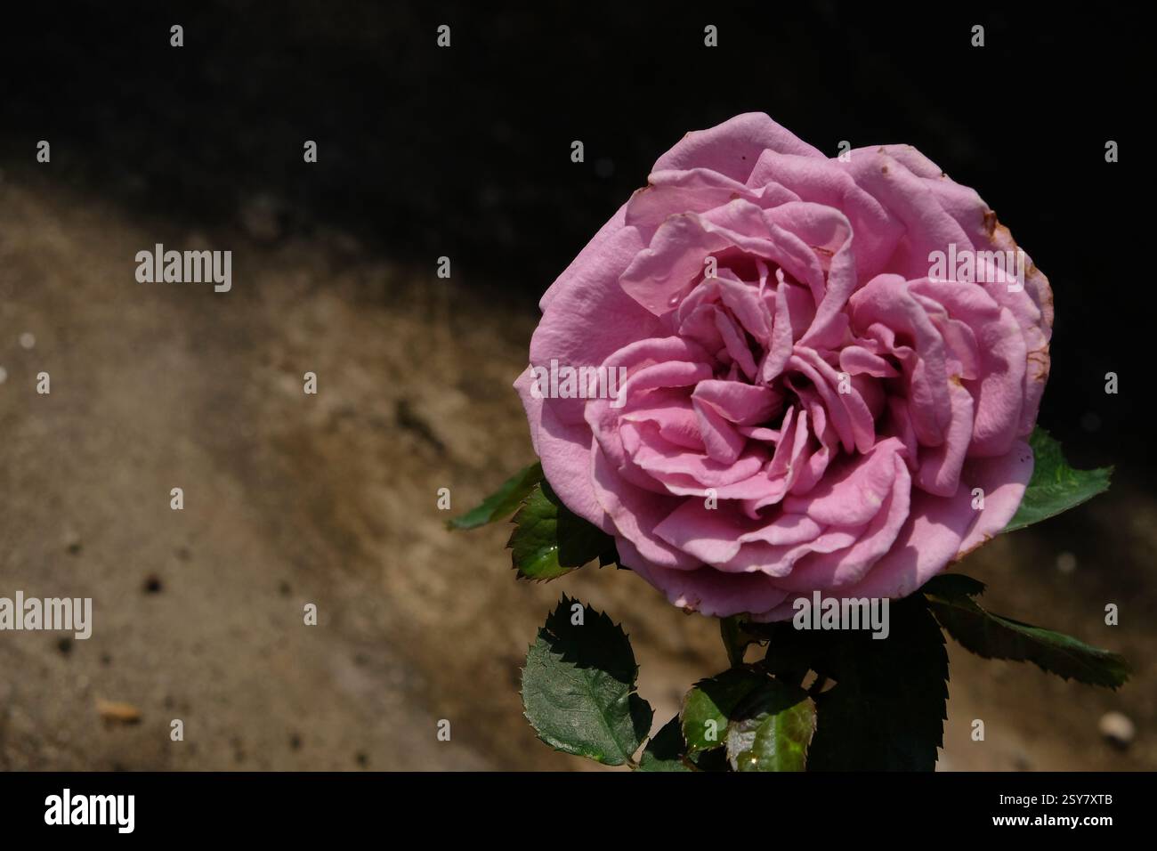 Gros plan de la belle fleur de rose pourpre au jardin d'hôte. Banque D'Images