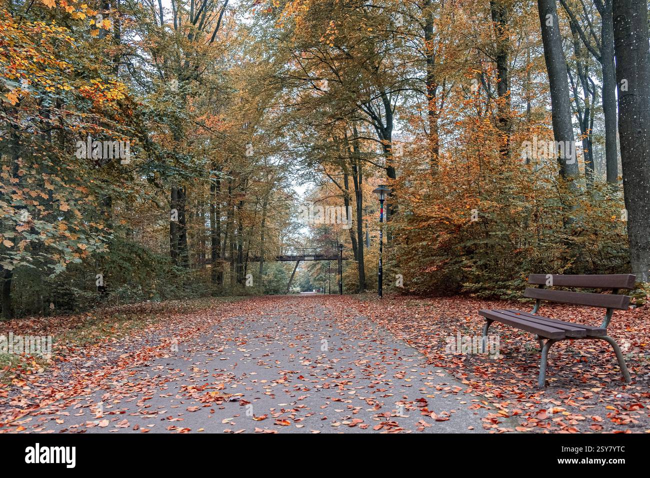 Golden Stroll : chemin d'automne dans le parc Banque D'Images