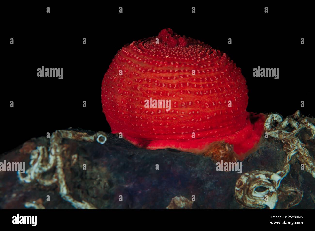 Anémone de mer Actinia mediterranea Banque D'Images