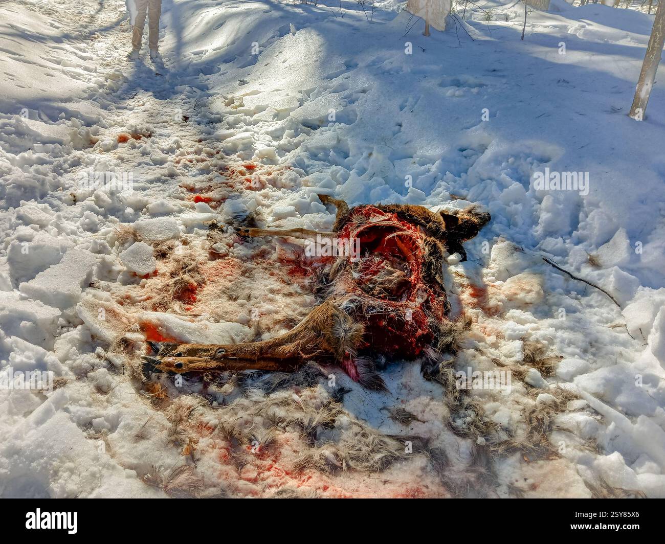 Cerf mort au sol dans la forêt couverte de neige en hiver. L'animal a été tué récemment par des coyotes et est en partie mangé. Banque D'Images
