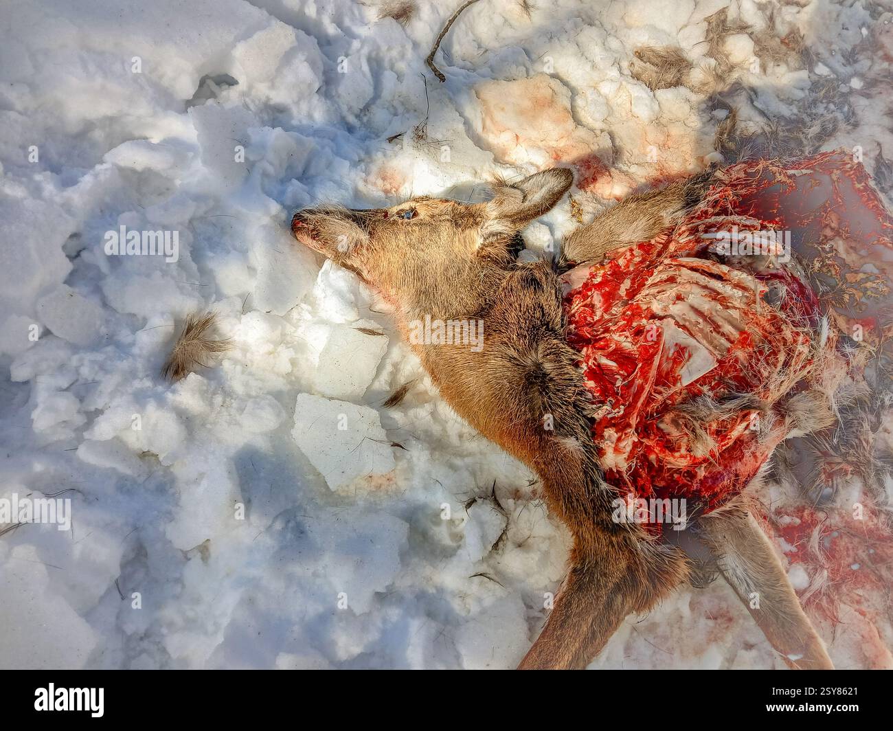 Cerf mort au sol dans la forêt couverte de neige en hiver. L'animal a été tué récemment par des coyotes et est en partie mangé. Banque D'Images
