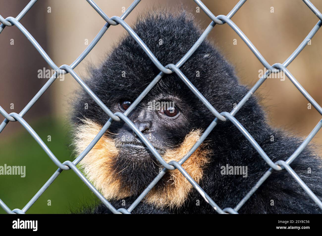 Gros plan portrait d'un petit singe noir regardant dehors derrière une clôture métallique Banque D'Images