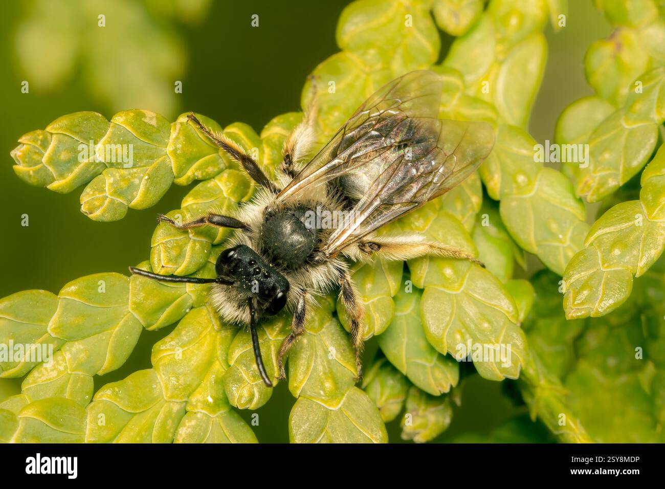 Abeille Andrena poilue reposant sur un arbre de cèdre sur un matin de printemps félin avec fond flou vert et espace de copie Banque D'Images