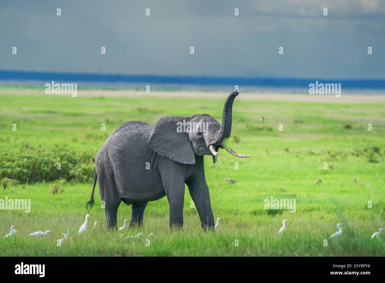Amoseli, Kenya - un éléphant jouant dans l'herbe verte prise dans le parc national d'Amboseli prise le 17 avril 2024 Banque D'Images