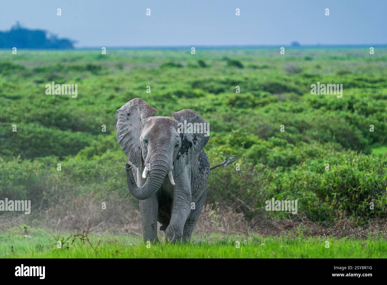 Amoseli, Kenya - un éléphant jouant dans l'herbe verte prise dans le parc national d'Amboseli prise le 17 avril 2024 Banque D'Images