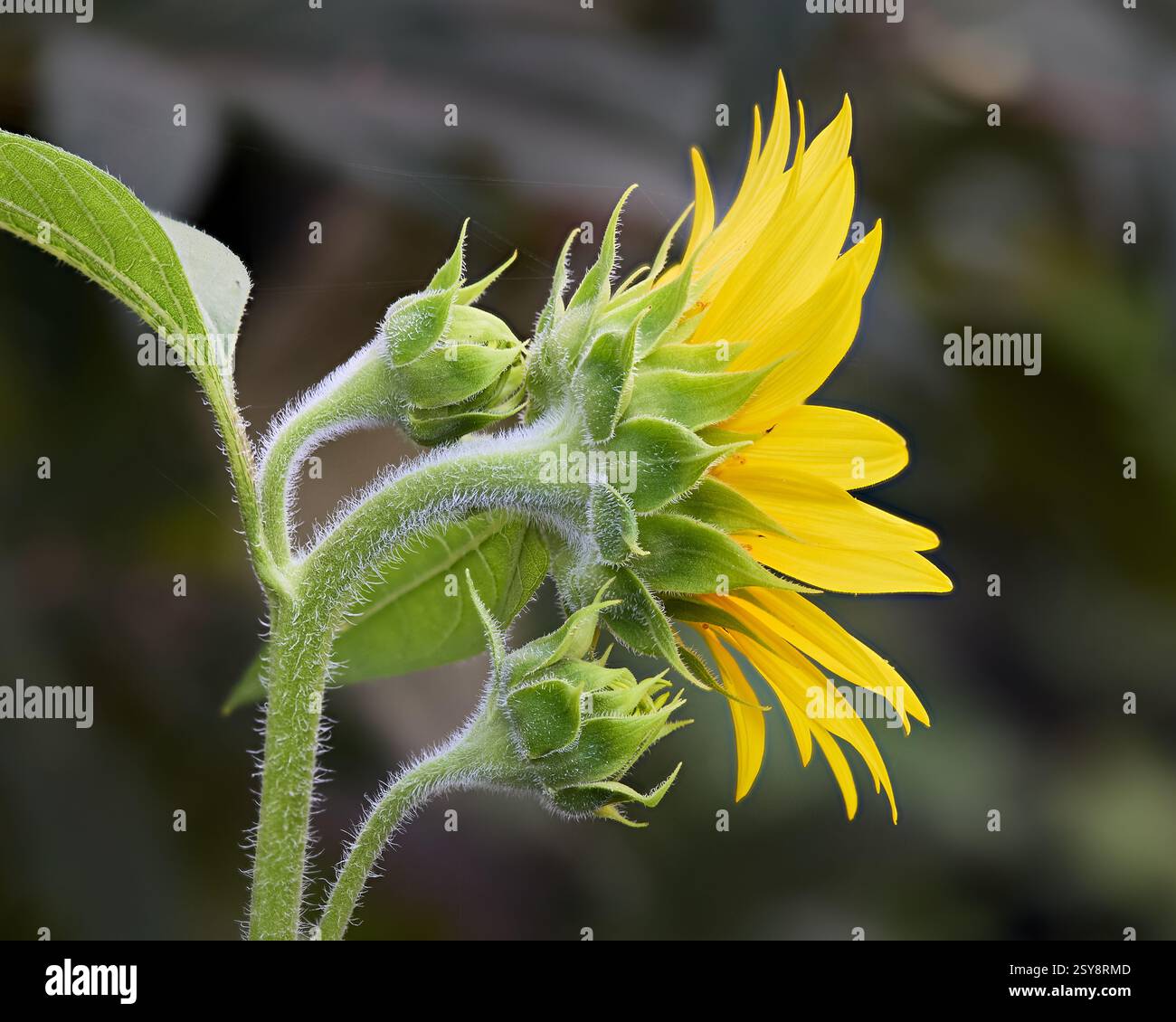 Fleurs de tournesol Banque D'Images