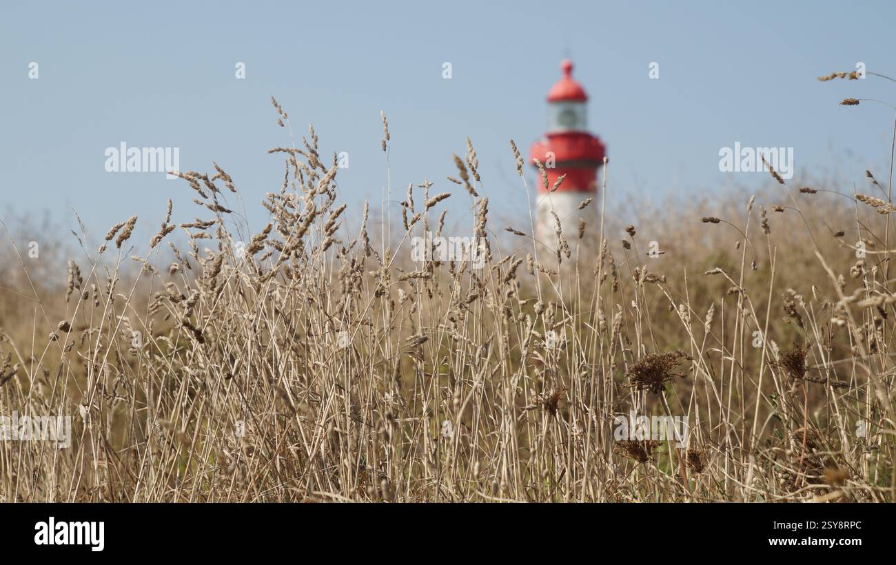 Gros plan d'un champ de grains dorés avec un phare rouge et blanc dominant en arrière-plan, mêlant agriculture naturelle et sites côtiers. Banque D'Images