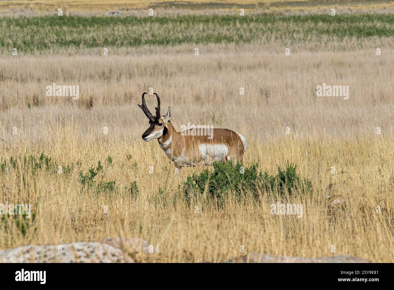 Pronghorn mâle à l'état sauvage dans l'île d'Antelope dans le Grand Lac Salé dans l'Utah Banque D'Images