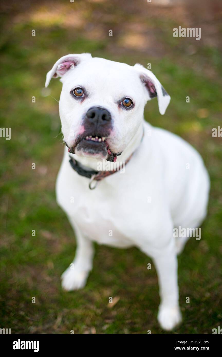 Chien blanc américain Bulldog x Boxer de race mixte assis et regardant la caméra Banque D'Images