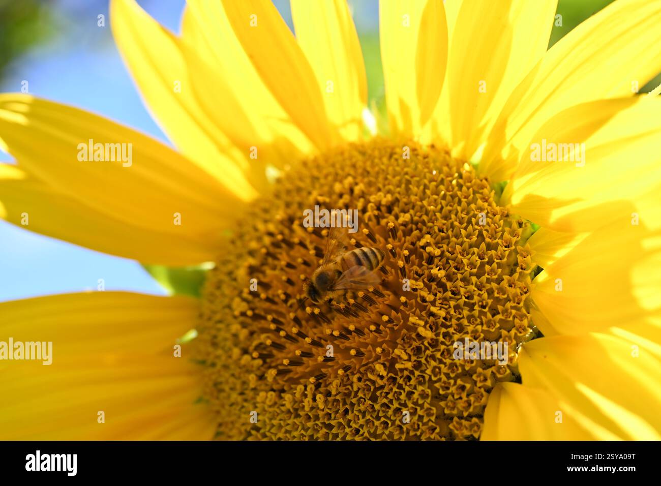 Abeille sur tournesol Banque D'Images