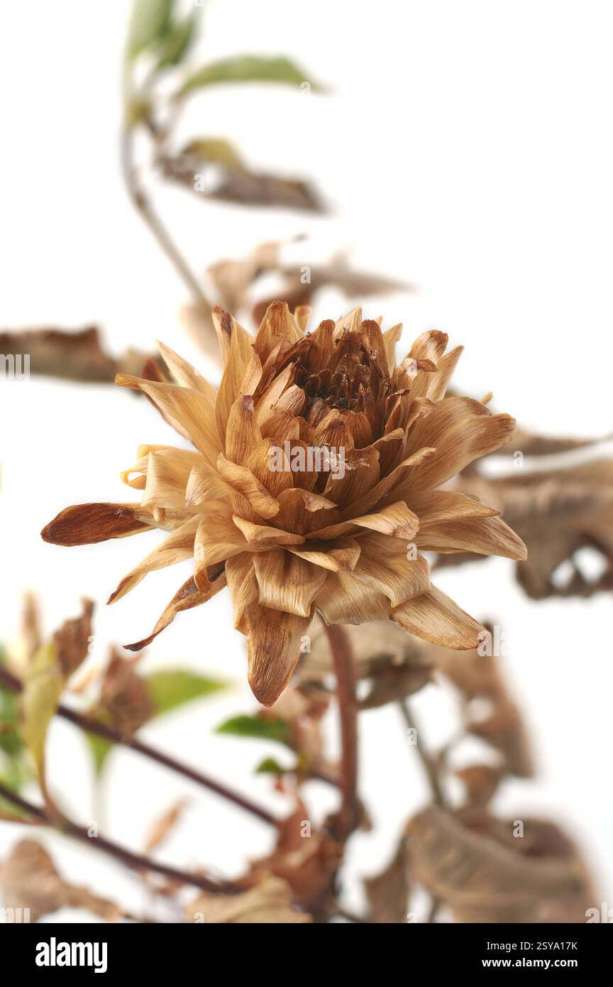 gros plan de fleurs de dahlia naturellement séchées ou fanées conservant encore sa forme fond blanc isolé, fleurissent après avoir terminé son cycle de vie avec b. Banque D'Images