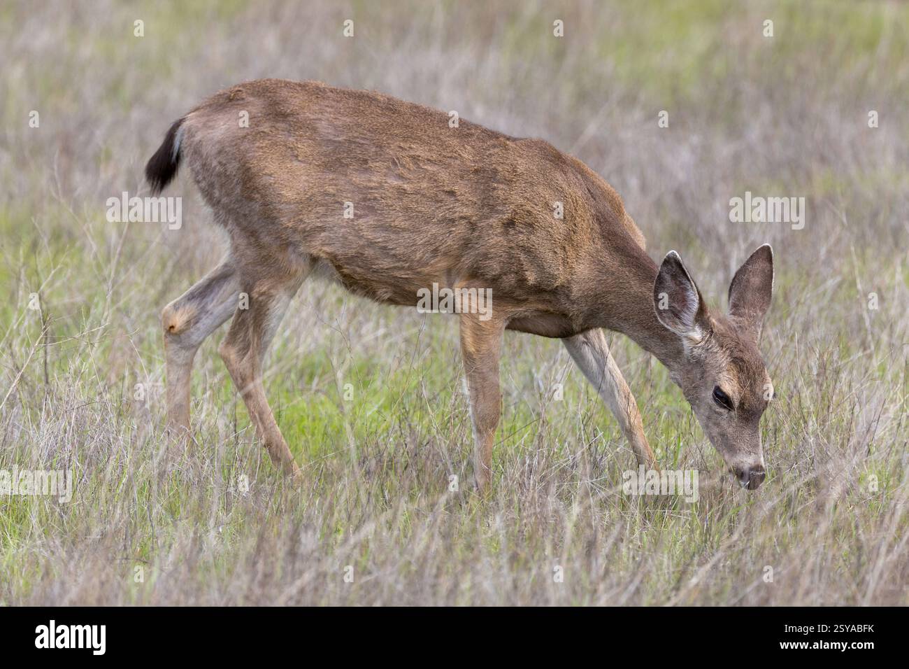 Un cerf à queue noire de Yearling qui paissait et montrait sa queue noire. Edgewood Park and Natural Preserve dans la région de la baie de San Francisco, Californie. Banque D'Images
