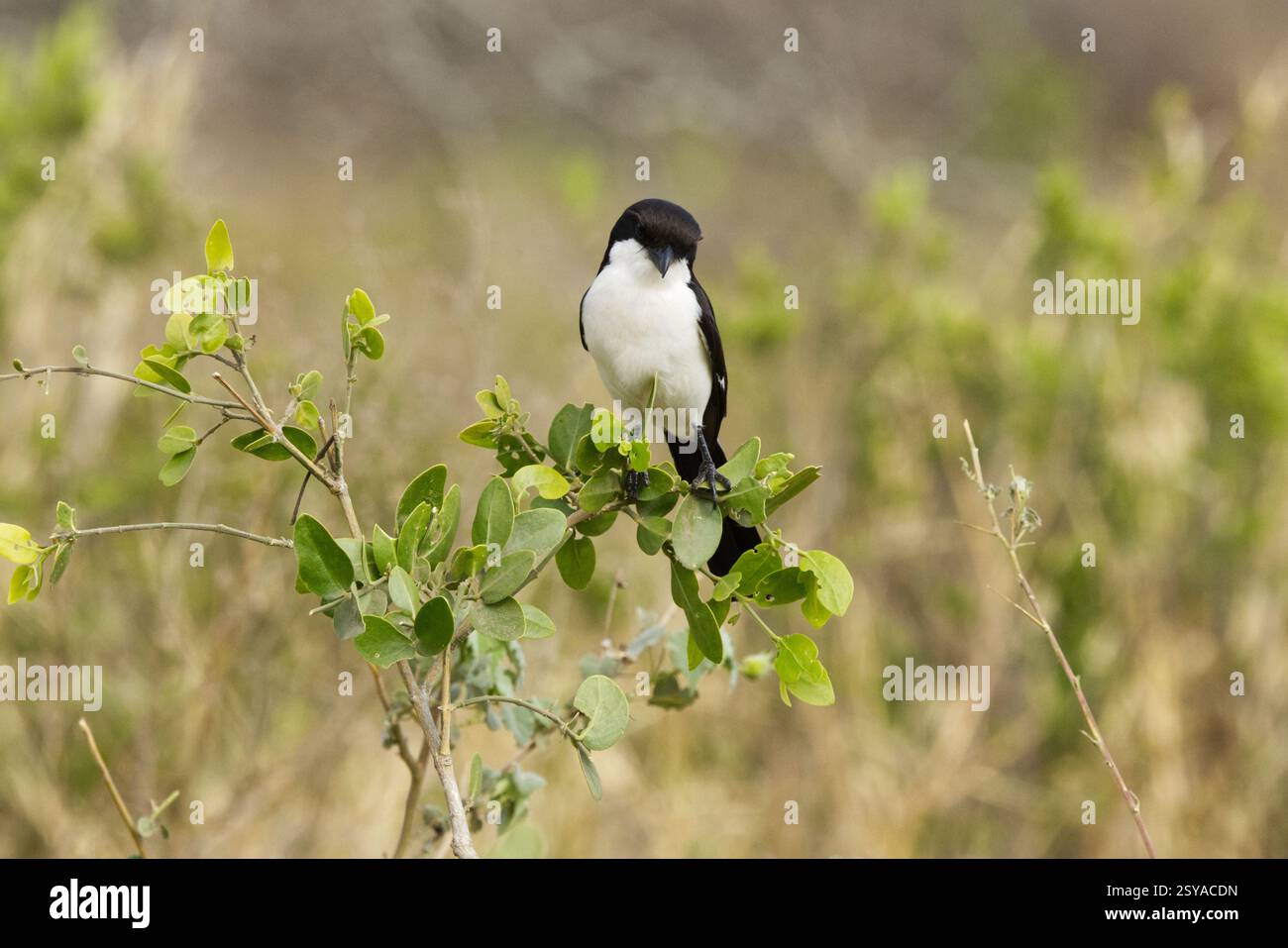 Un fiscal à longue queue (Lanius cabanisi) perché dans un arbre dans le parc national de Tarangire, Tanzanie, Afrique Banque D'Images