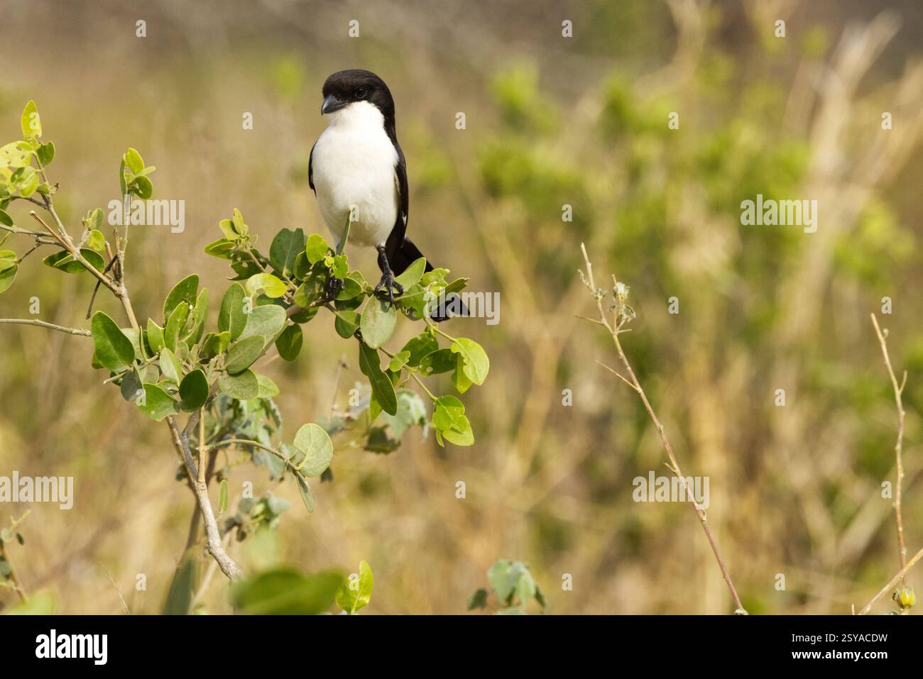 Un fiscal à longue queue (Lanius cabanisi) perché dans un arbre dans le parc national de Tarangire, Tanzanie, Afrique Banque D'Images