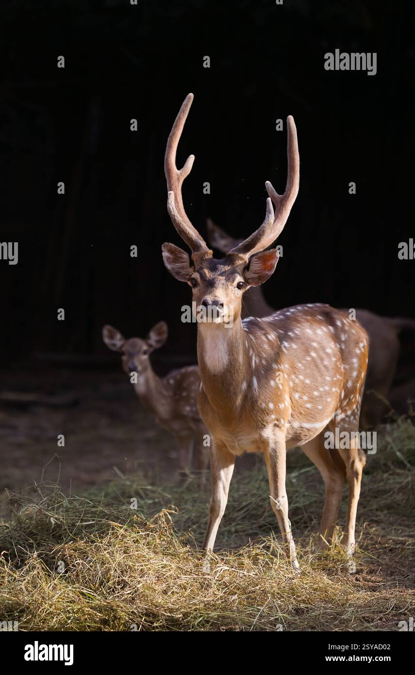 axe cerf ou cerf tacheté avec fond sombre dans le zoo Banque D'Images