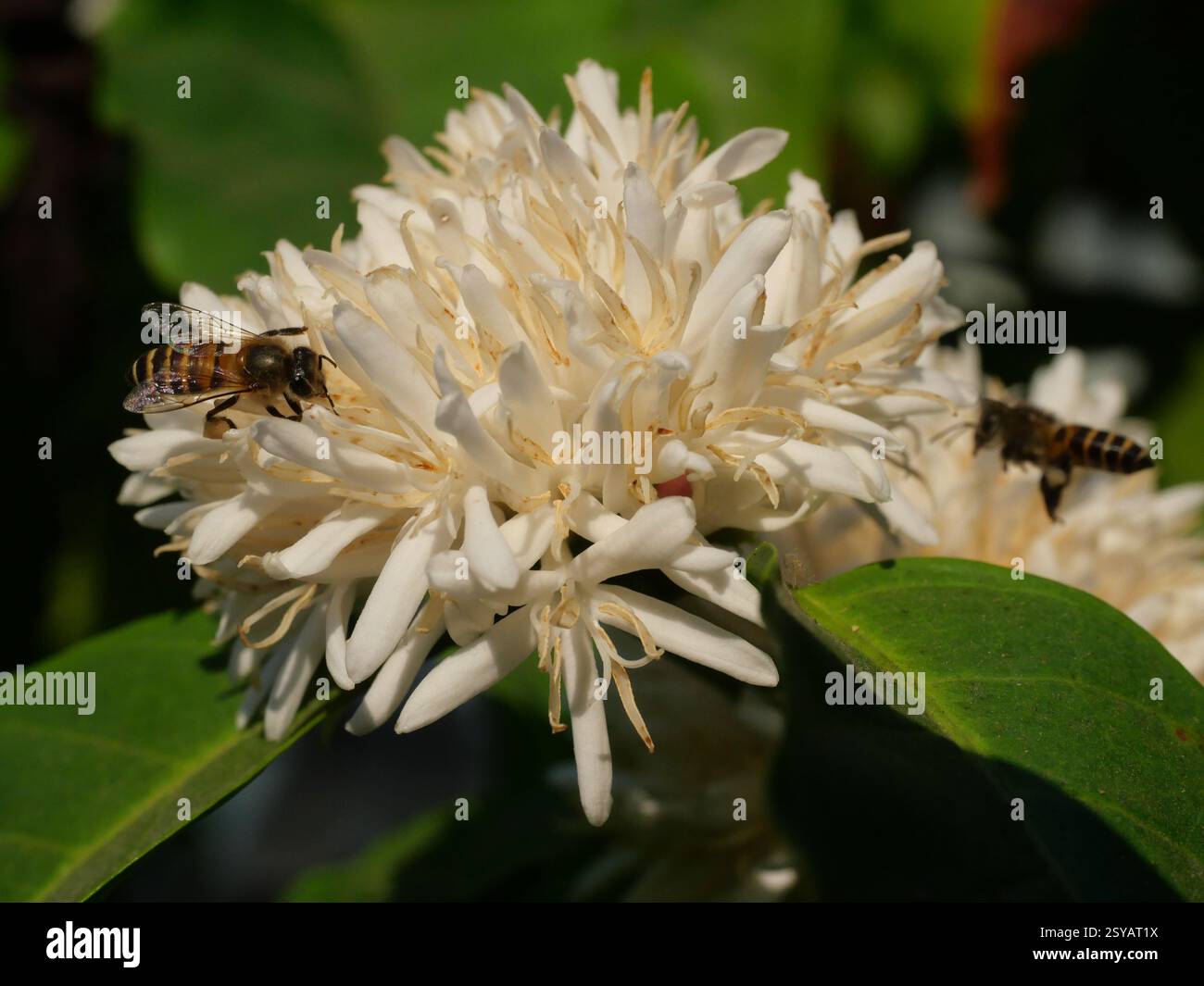 Abeille sur la fleur de café de Robusta sur la plante d'arbre avec feuille verte avec couleur noire en arrière-plan. Pétales et étamines blanches de fleurs en fleurs Banque D'Images Abeille sur la fleur de café de Robusta sur la plante d'arbre avec feuille verte avec couleur noire en arrière-plan. Pétales et étamines blanches de fleurs en fleurs Banque D'Images