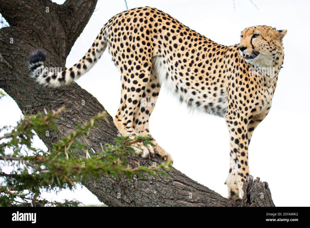 Un guépard se positionne soigneusement sur les branches d'un arbre robuste, démontrant une agilité et un équilibre incroyables dans un cadre de savane luxuriante. Banque D'Images