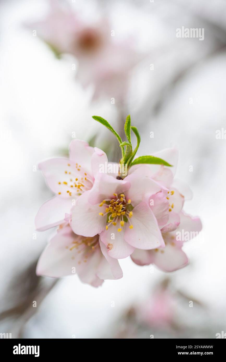 Une délicate fleur d'amande en pleine floraison, mettant en valeur des pétales roses doux avec un fond de tons blancs doux, idéal pour la nature et les thèmes printaniers. Banque D'Images