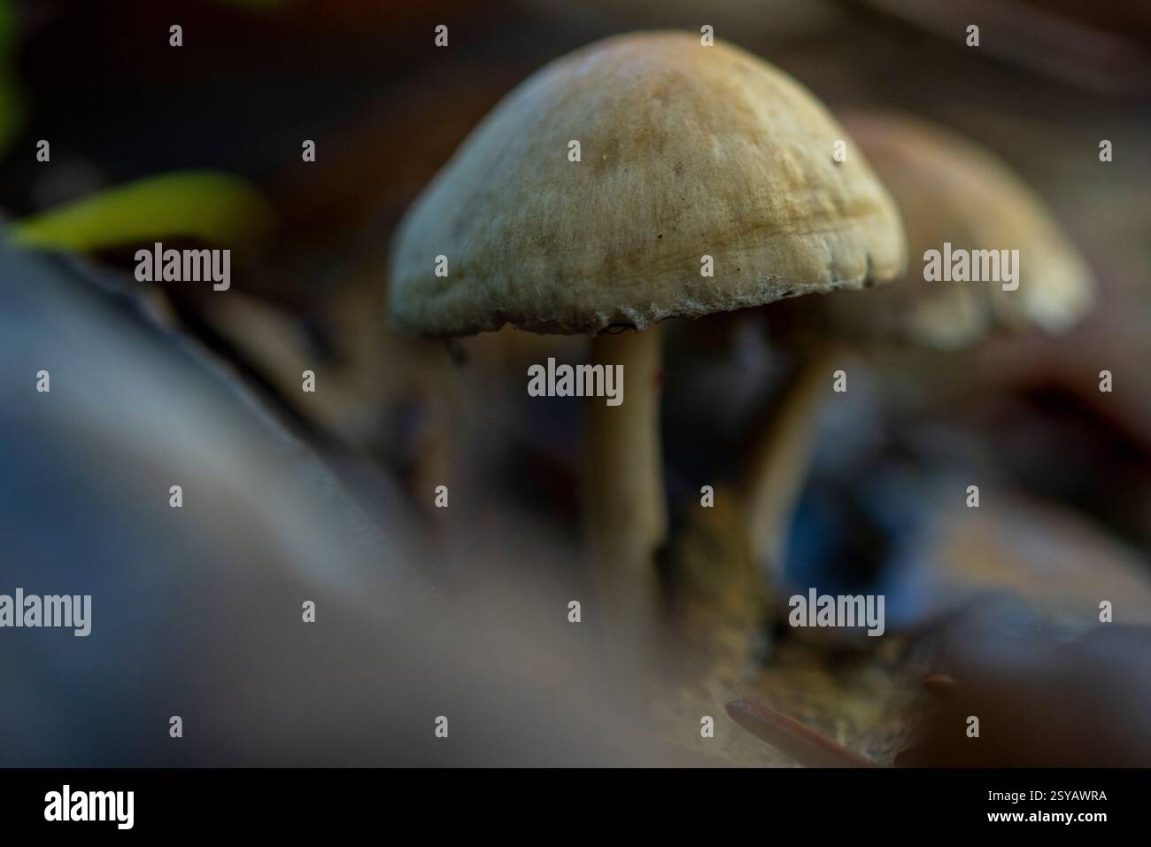 Une vue rapprochée des champignons émergeant du plancher forestier, mettant en valeur leurs chapeaux et tiges texturés. L'arrière-plan flou souligne leur terre Banque D'Images