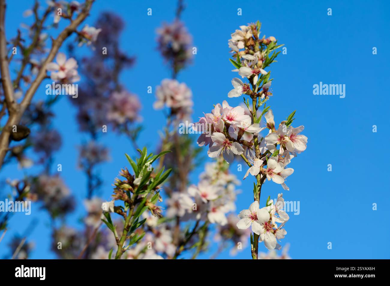 Gros plan de délicates fleurs d'amande contre un ciel bleu clair, capturé dans la lumière chaude d'un soleil de l'après-midi. Banque D'Images
