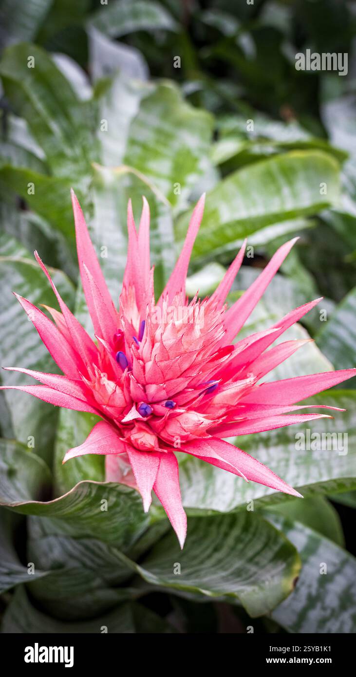 Une image étonnante mettant en valeur la fleur rose vif d'Aechmea fasciata, également connu sous le nom de vase argenté ou plante d'urne, sur fond de riche variega Banque D'Images