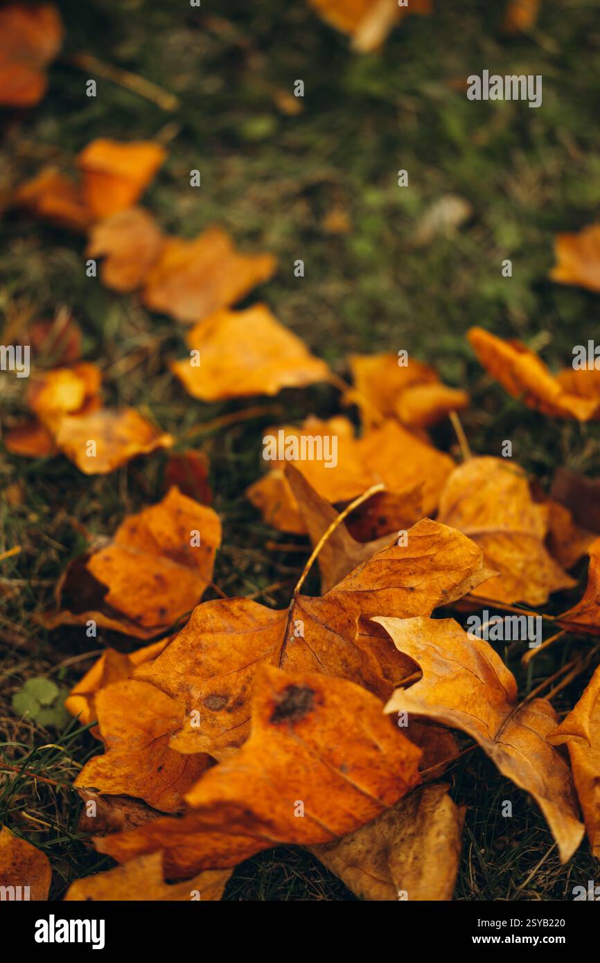 Feuilles d'érable jaune éclatantes dispersées sur un fond vert luxuriant et herbeux capturant l'essence de la beauté et de l'humeur de l'automne. Banque D'Images
