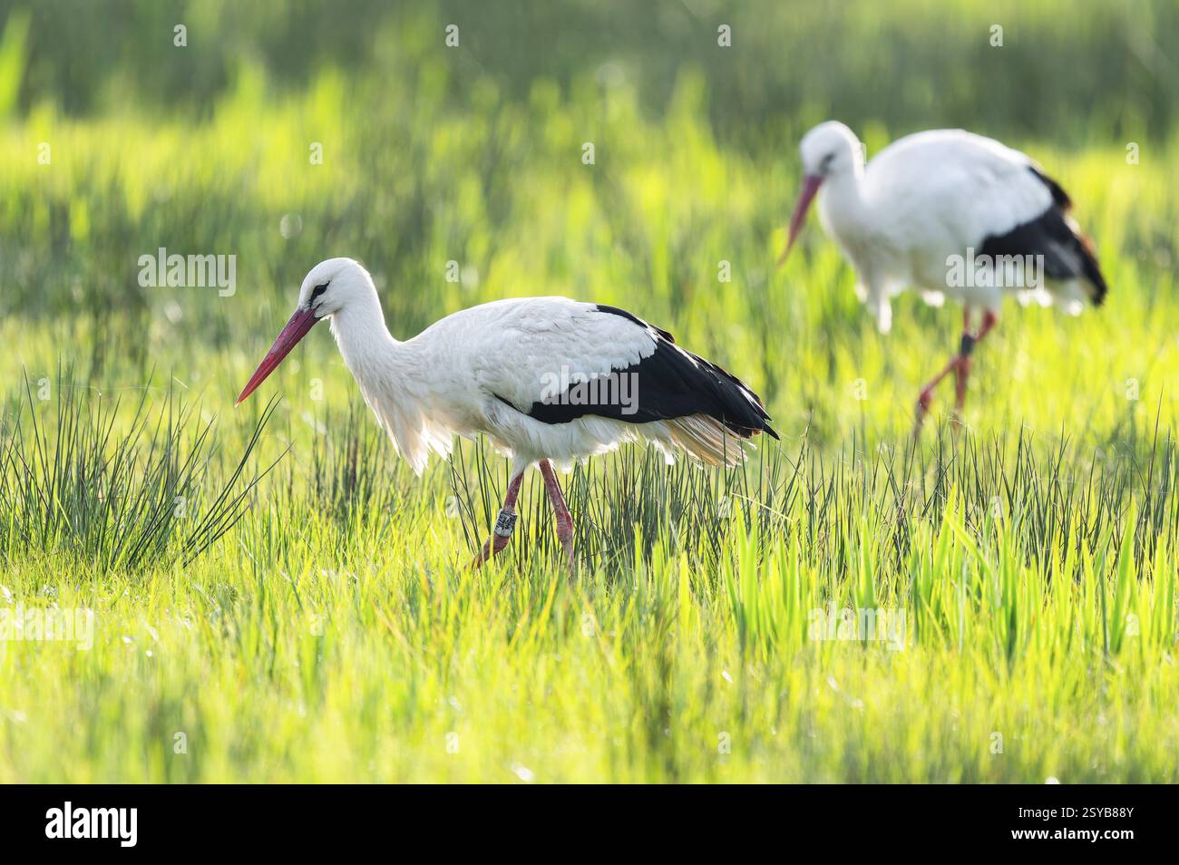 Cigognes blanches (Ciconia ciconia) buvant dans un pré, basse-Saxe, Allemagne, Europe Banque D'Images