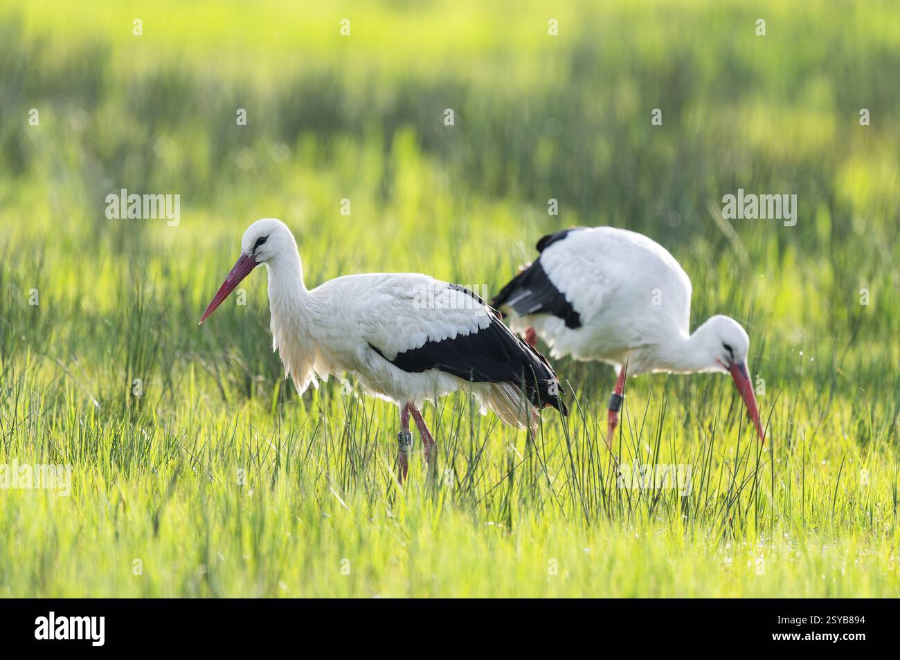 Cigogne blanche (Ciconia ciconia) cherchant dans un pré, basse-Saxe, Allemagne, Europe Banque D'Images