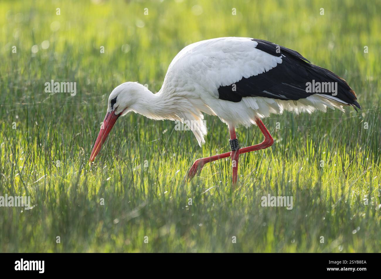 Cigogne blanche (Ciconia ciconia) buvant dans un pré, fils d'araignée sur l'herbe, basse-Saxe, Allemagne, Europe Banque D'Images