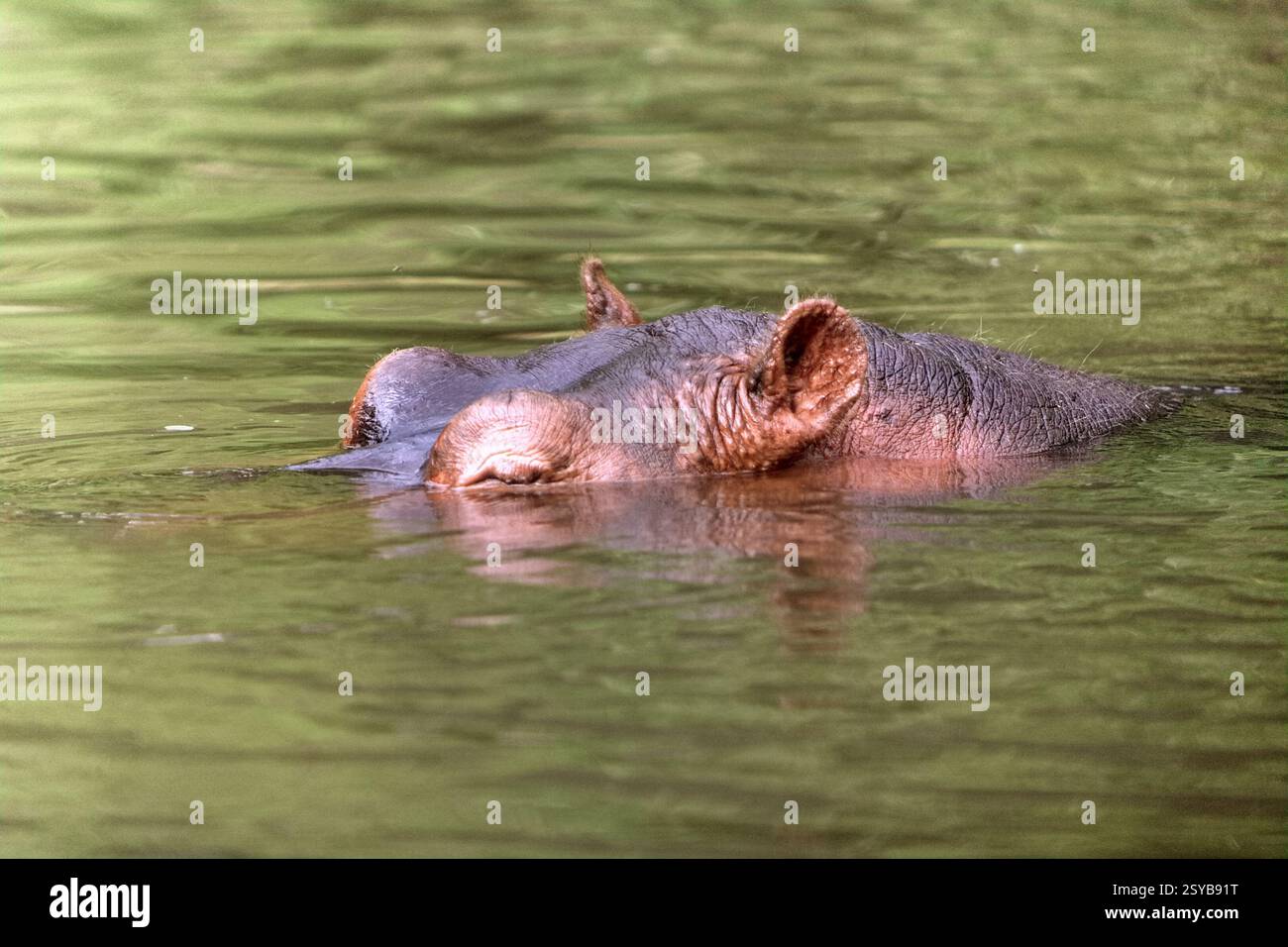 Un hippopotame (Hippopotamus amphibius) au Taman Safari Indonesia (Safari Park) à Cisarua, Bogor, Java occidental, Indonésie. Banque D'Images