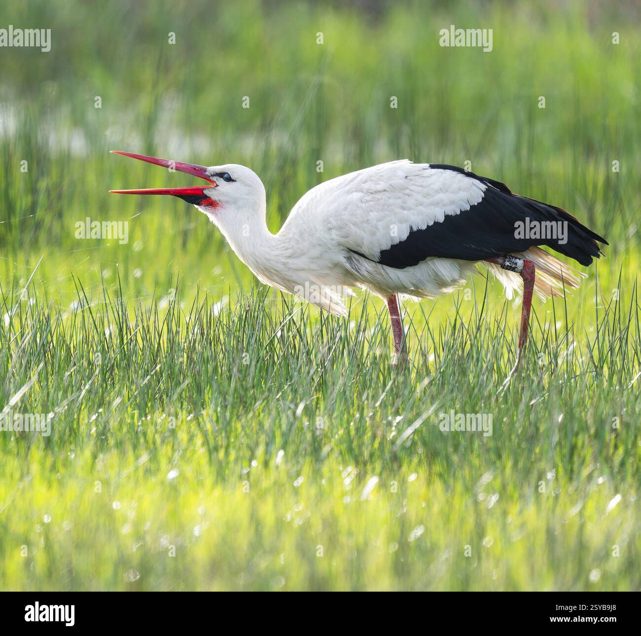 Cigogne blanche (Ciconia ciconia) buvant dans un pré, fils d'araignée sur l'herbe, basse-Saxe, Allemagne, Europe Banque D'Images