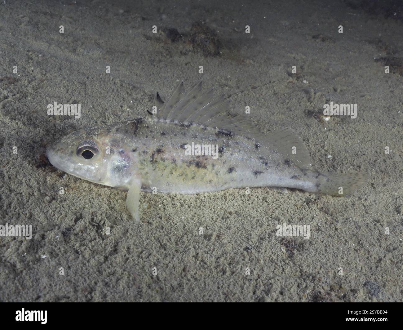 Un ruffe (Gymnocephalus cernua) reposant sur un fond de lac sablonneux, site de plongée Schoggiwand, lac de Zurich, Kilchberg, Zurich, Suisse, Europe Banque D'Images