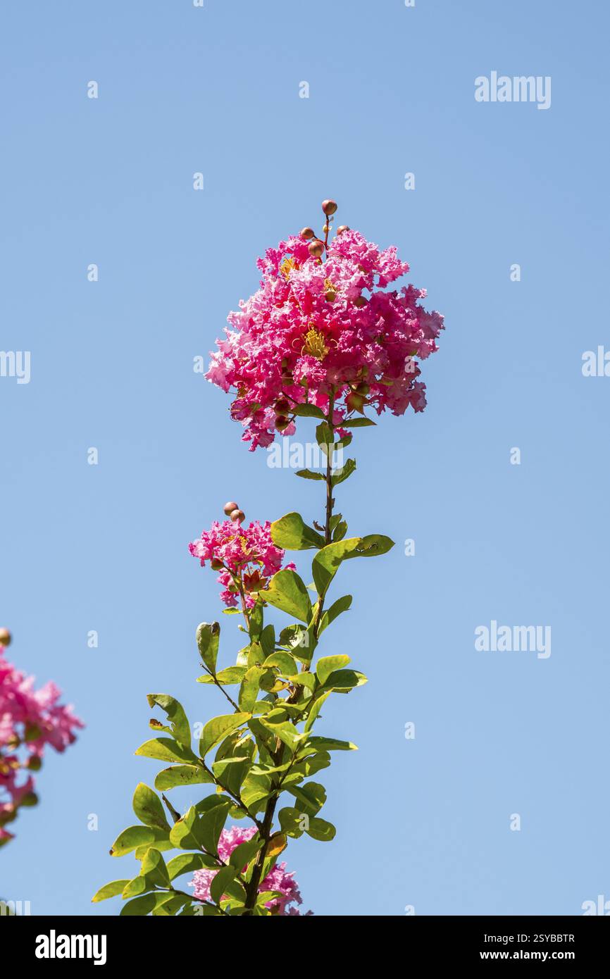Fleur de myrte crêpe (Lagerstroemia indica) dans le Chianti, région du Chianti, Toscane, Italie, Europe Banque D'Images