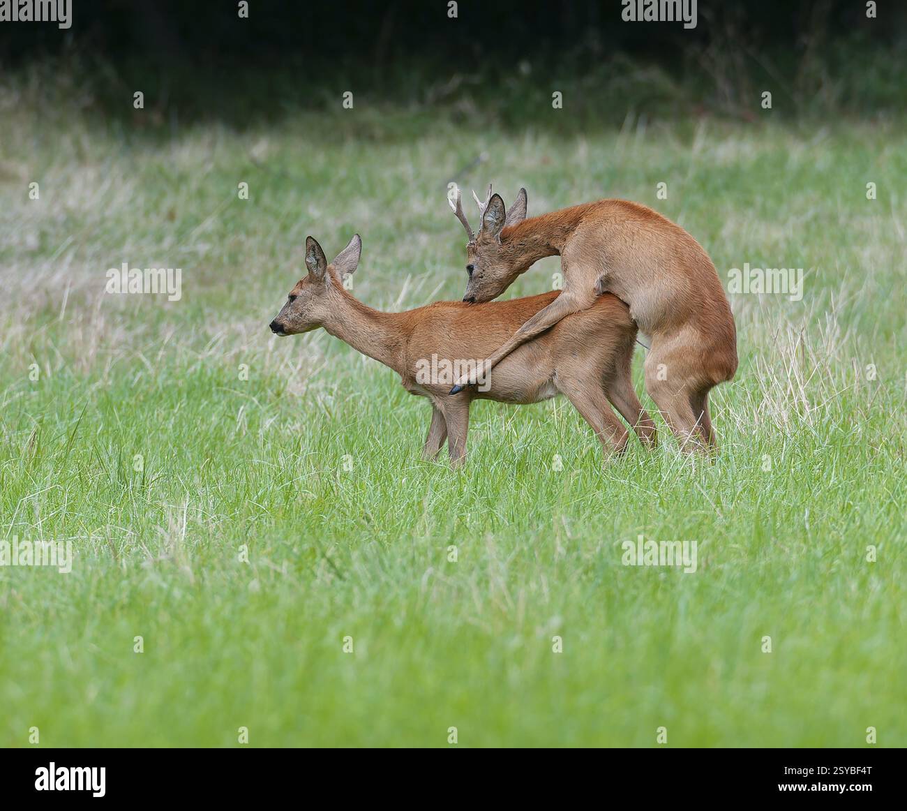 Chevreuil (Capreolus capreolus), roebuck fermant une biche dans un pré, accouplement, Allemagne, Europe Banque D'Images
